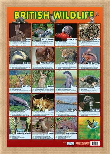 Framed Framed British Wildlife - Native British Animals